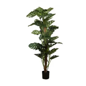 Artificial Split Leaf Philodendron, 190cm by Florabelle, a Plants for sale on Style Sourcebook