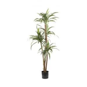 Artificial Variegated Dracaena, 160cm by Florabelle, a Plants for sale on Style Sourcebook