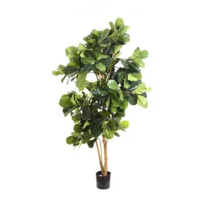 Potted Artificial Fiddle Leaf Fig Tree, Type A, 200cm by Florabelle, a Plants for sale on Style Sourcebook