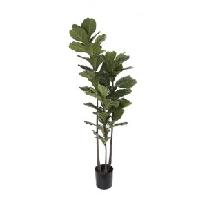 Potted Artificial Fiddle Leaf Tree, 168cm by Florabelle, a Plants for sale on Style Sourcebook