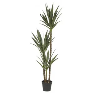 Potted Artificial Dracaena Tree, 155cm by Rogue, a Plants for sale on Style Sourcebook