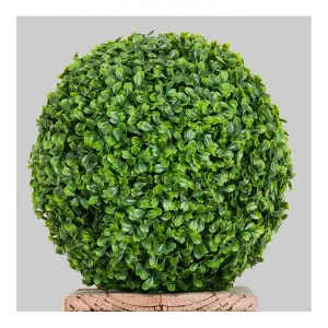 Boxwood Ball by Florabelle, a Plants for sale on Style Sourcebook