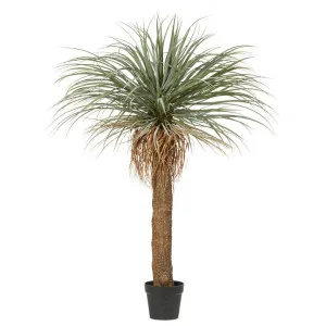 Potted Artificial Grass Tree, 183cm by Rogue, a Plants for sale on Style Sourcebook