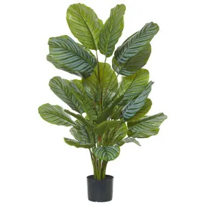 Potted Artificial Calathea, 115cm by Rogue, a Plants for sale on Style Sourcebook
