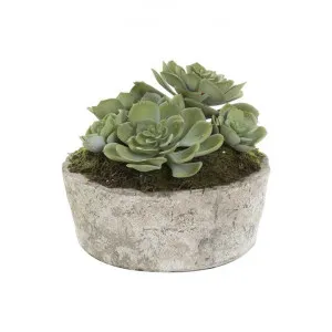 Findon Potted Artificial Succulent by Florabelle, a Plants for sale on Style Sourcebook