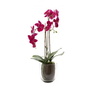 Shelton Artificial Orchid Flower in Glass Vase, Small, Fuchsia by Florabelle, a Plants for sale on Style Sourcebook