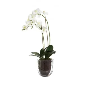 Shelton Artificial Orchid Flower in Glass Vase, Small, White by Florabelle, a Plants for sale on Style Sourcebook