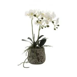 Haines Artificial Orchid Flower in Ceramic Pot, Small by Florabelle, a Plants for sale on Style Sourcebook