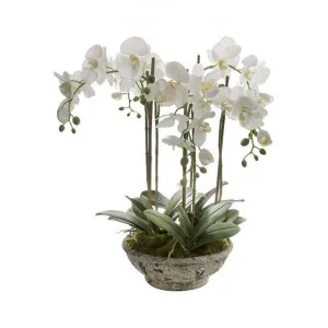 Haines Artificial Orchid Flower in Ceramic Pot, Large by Florabelle, a Plants for sale on Style Sourcebook