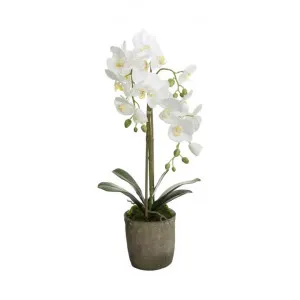 Terrell Artificial Orchid Flower in Terracotta Pot, White by Florabelle, a Plants for sale on Style Sourcebook