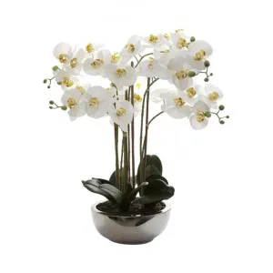 Grimes Artificial Phalaenopsis Orchid in Ceramic Pot by Florabelle, a Plants for sale on Style Sourcebook