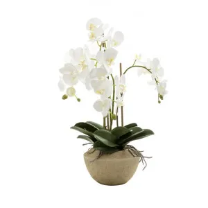 Siana Artificial Orchid Flower in Stone Pot, Large by Florabelle, a Plants for sale on Style Sourcebook