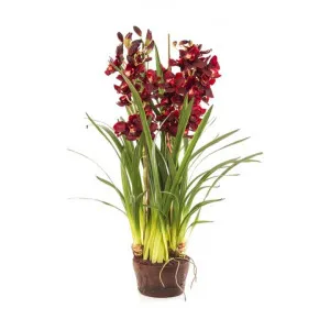 Tonya Artificial Cymbidium Orchid in Paper Pot, Burgundy by Florabelle, a Plants for sale on Style Sourcebook