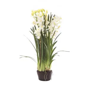 Tonya Artificial Cymbidium Orchid in Paper Pot, White by Florabelle, a Plants for sale on Style Sourcebook