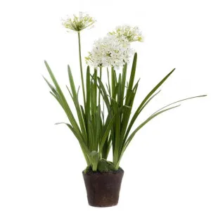 Yasmin Artificial Agapanthus Plant in Ceramic Pot by Florabelle, a Plants for sale on Style Sourcebook