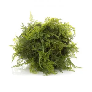 Artificial Mixed Fern, 50cm by Florabelle, a Plants for sale on Style Sourcebook