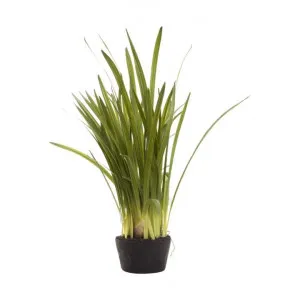 Potted Artificial Cymbidium Leaves, 100cm by Florabelle, a Plants for sale on Style Sourcebook