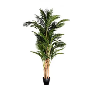 Potted Real Touch Artificial Areca Palm Tree, 190cm by Florabelle, a Plants for sale on Style Sourcebook