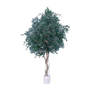 Potted Artificial Ficus Benjamina Tree, 305cm by Florabelle, a Plants for sale on Style Sourcebook