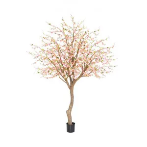 Potted Artificial Cherry Blossom Tree, 240cm by Florabelle, a Plants for sale on Style Sourcebook