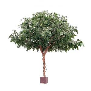 Potted Exotica Gaint Artificial Ficus Tree, 300cm by Florabelle, a Plants for sale on Style Sourcebook