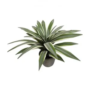 Potted Artificial Flax Leaf by Florabelle, a Plants for sale on Style Sourcebook
