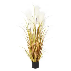 Potted Artificial Grass Reed, 127cm by Casa Uno, a Plants for sale on Style Sourcebook