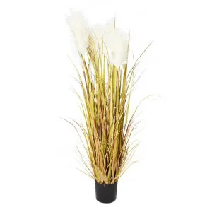 Potted Artificial Grass Reed, 150cm by Casa Uno, a Plants for sale on Style Sourcebook