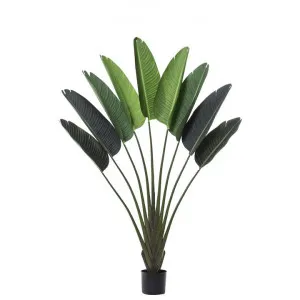 Potted Artificial Travellers Palm, 160cm by Rogue, a Plants for sale on Style Sourcebook