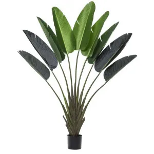 Potted Artificial Travellers Palm, 190cm by Rogue, a Plants for sale on Style Sourcebook