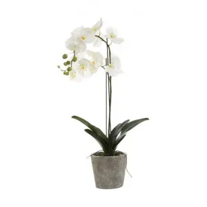 Artificial Orchid in Clay Pot by Florabelle, a Plants for sale on Style Sourcebook