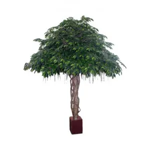 Potted Giant Artificial Umbrella  Ficus Tree, 305cm by Florabelle, a Plants for sale on Style Sourcebook