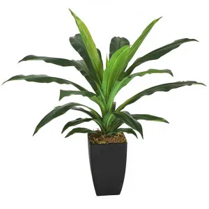 Potted Artificial Dracaena Janet Craig Plant, 58cm by Want GiftWare, a Plants for sale on Style Sourcebook