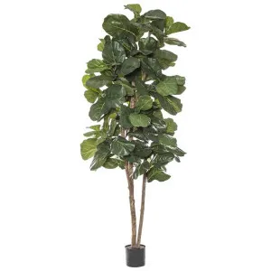 Potted Artificial Grand Fiddle Leaf Fig Tree, 240cm by Rogue, a Plants for sale on Style Sourcebook