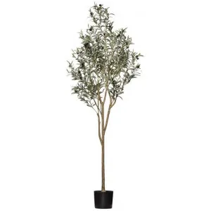 Potted Artificial Olive Tree, 180cm-II by Rogue, a Plants for sale on Style Sourcebook
