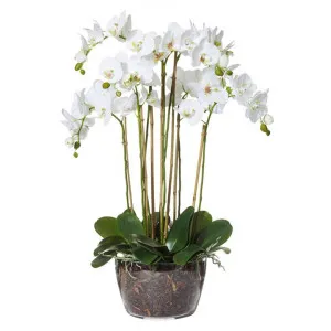 Artificial Phalaenopsis in Classic Bowl, Extra Large by Rogue, a Plants for sale on Style Sourcebook