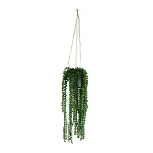 Hanging Potted Artificial Coin Leaf Peperomia, 80cm by Want GiftWare, a Plants for sale on Style Sourcebook