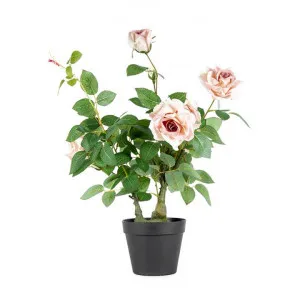 Potted Artificial Lagerfeld Rose, 65cm by Want GiftWare, a Plants for sale on Style Sourcebook