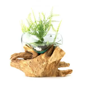 Andrade Glass Terrarium on Natural Root Base by CHL Enterprises, a Vases & Jars for sale on Style Sourcebook