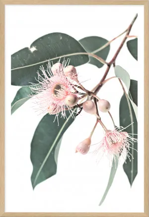 Australian Native Eucalyptus Wild Flower by The Paper Tree, a Prints for sale on Style Sourcebook