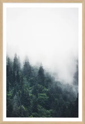 Mountain Pine Tree Forest by The Paper Tree, a Prints for sale on Style Sourcebook