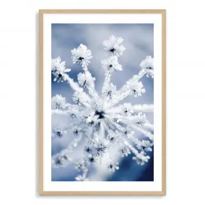Winter Blooms Frost Covered Umbrella Flower by The Paper Tree, a Prints for sale on Style Sourcebook