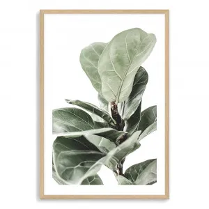 Fig Leaf | Fiddle Leaves by The Paper Tree, a Prints for sale on Style Sourcebook