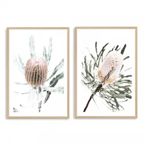 Australian Native Banksia Flower Art Print Set by The Paper Tree, a Prints for sale on Style Sourcebook