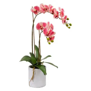 Kacie Artificial Phalaenopsis Orchid in Pot, 60cm, Pink Flower by Glamorous Fusion, a Plants for sale on Style Sourcebook