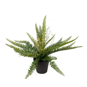 Glamorous Fusion Potted Ruffle Fern Plant, 35cm by Glamorous Fusion, a Plants for sale on Style Sourcebook