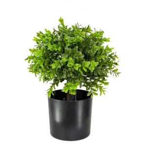 Glamorous Fusion Potted Mini Boxwood Ball Topiary, 33cm by Glamorous Fusion, a Plants for sale on Style Sourcebook