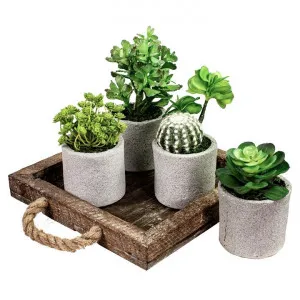 Glamorous Fusion 4 Piece Assorted Potted Artificial Succulent Set by Glamorous Fusion, a Plants for sale on Style Sourcebook