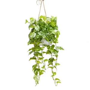 Glamorous Fusion Artificial Marble Pothos in Hanging Pot, 110cm by Glamorous Fusion, a Plants for sale on Style Sourcebook