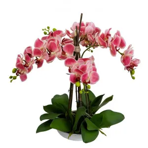 Montray Artificial Phalaenopsis Orchid in Pot, 45cm, Pink Flower by Glamorous Fusion, a Plants for sale on Style Sourcebook